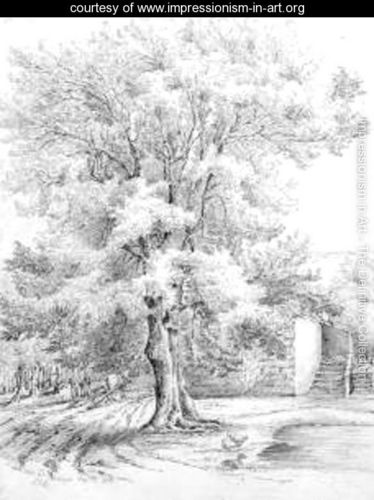 374x500 Sketch Of An Ash Tree - Impressionism Sketch