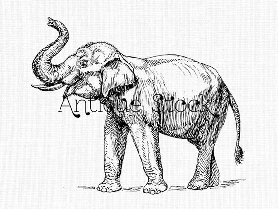 570x428 Elephant Line Drawing Indian Elephant Printable Image Etsy - Indian Elephant Sketch