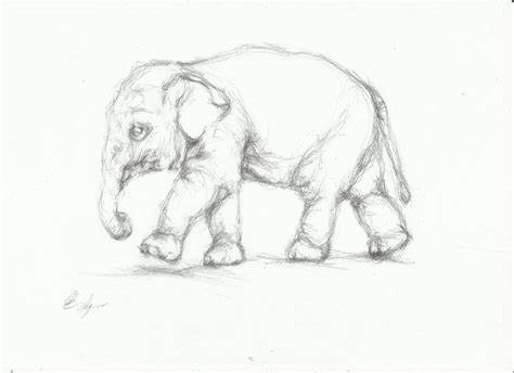 Indian Elephant Sketch at PaintingValley.com | Explore collection of ...