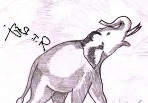 300x210 Indian Elephant Pencil Drawing - Indian Elephant Sketch