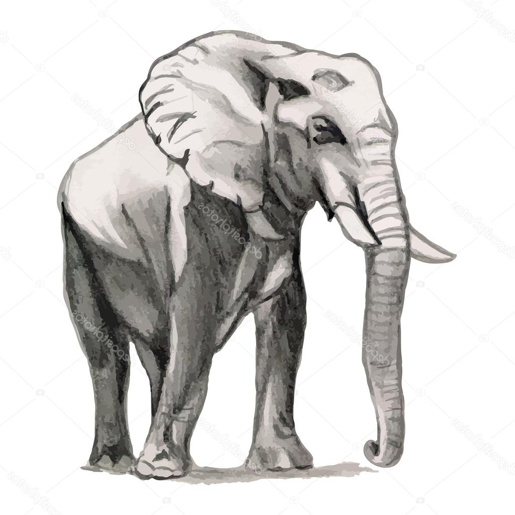 1024x1024 Indian Elephant Pencil Drawing Elephant - Indian Elephant Sketch