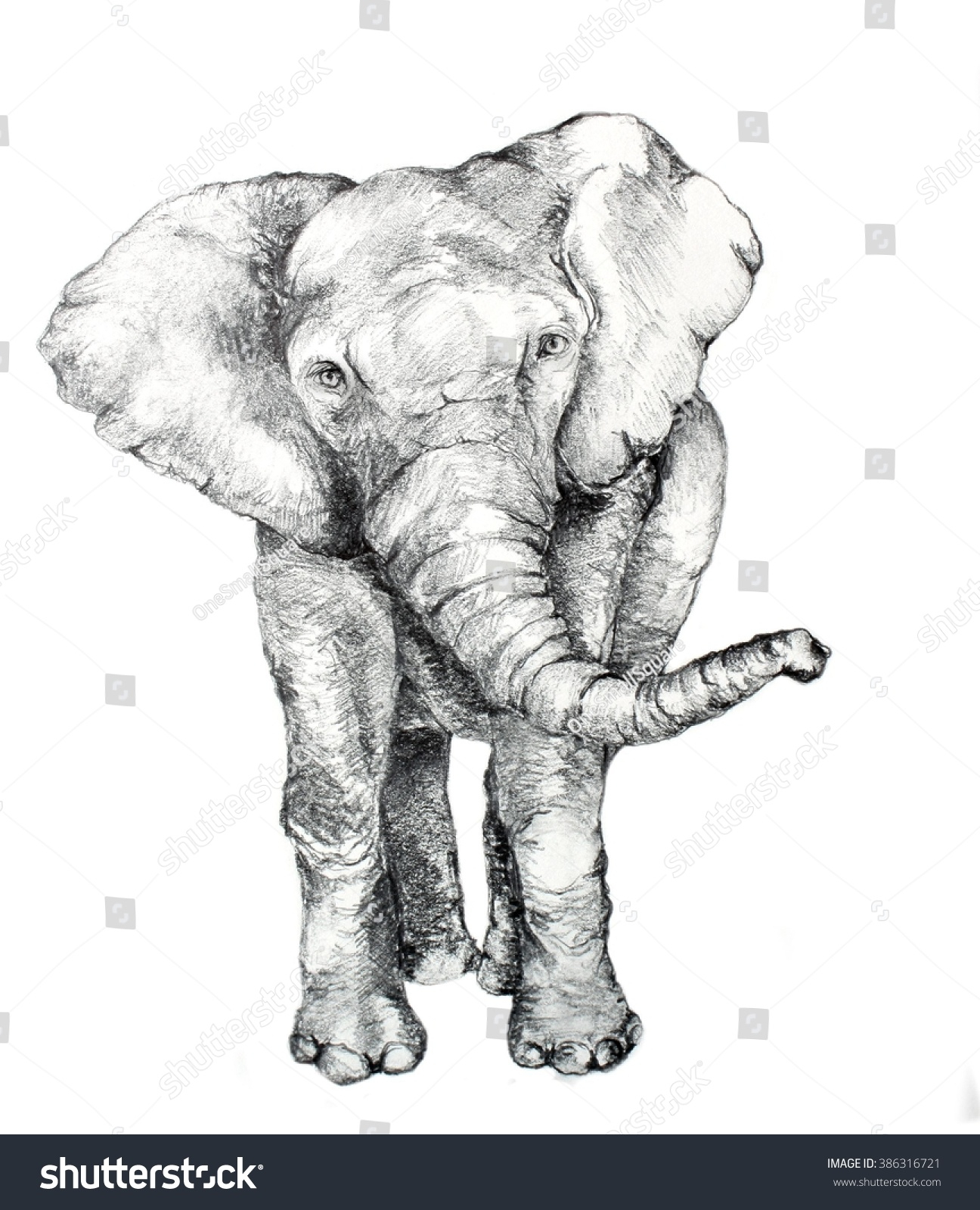 1296x1600 Indian Elephant Pencil Drawing Original Hand Drawn Elephant Sketch - Indian Elephant Sketch