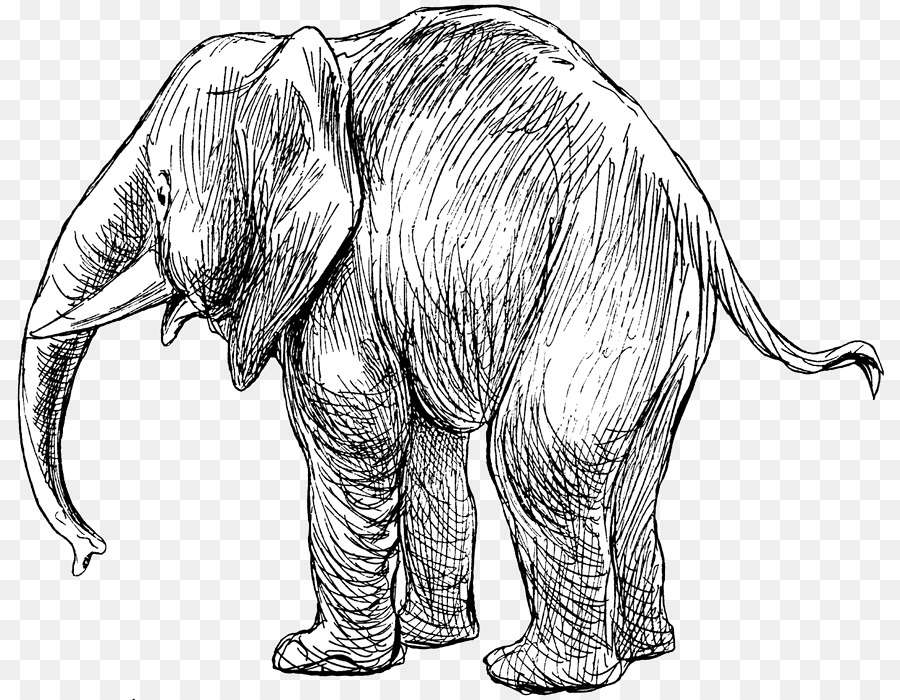 900x700 Indian Elephant African Elephant Drawing Cetacea Sketch - Indian Elephant Sketch