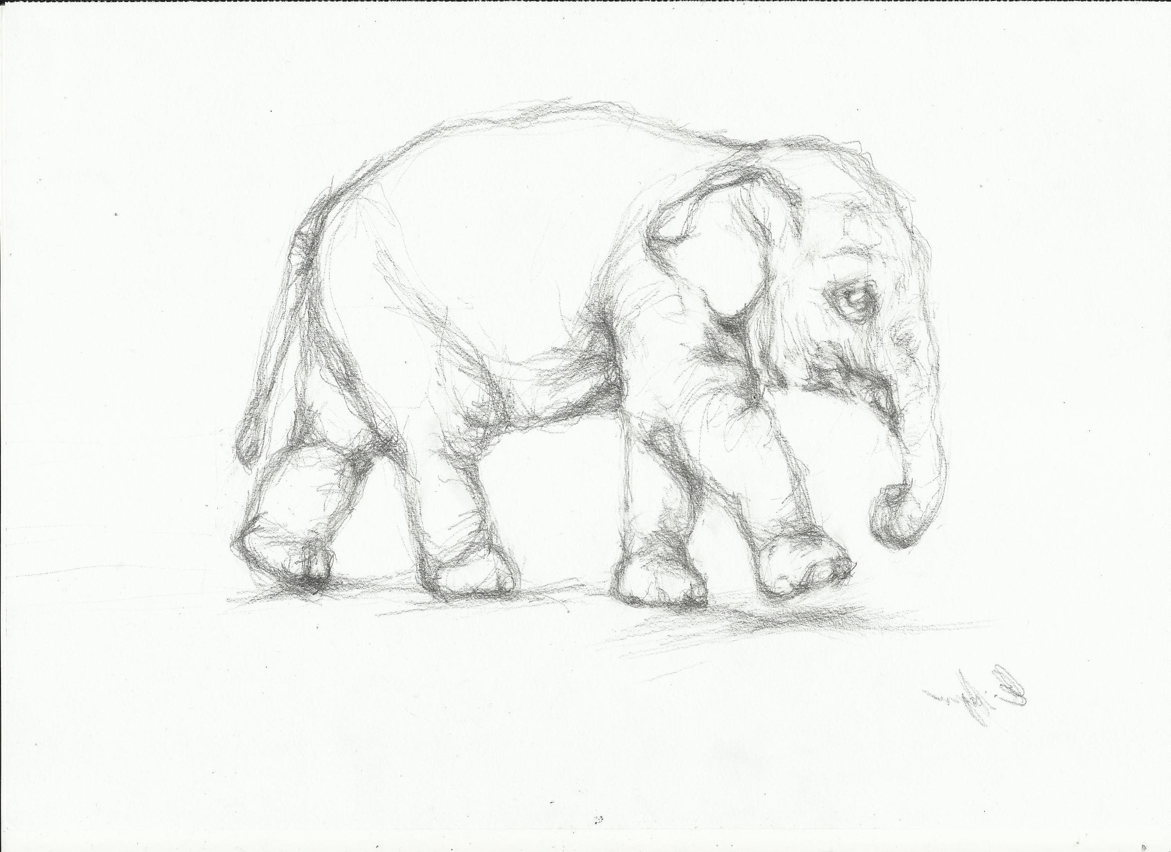 Indian Elephant Sketch at PaintingValley.com | Explore collection of ...