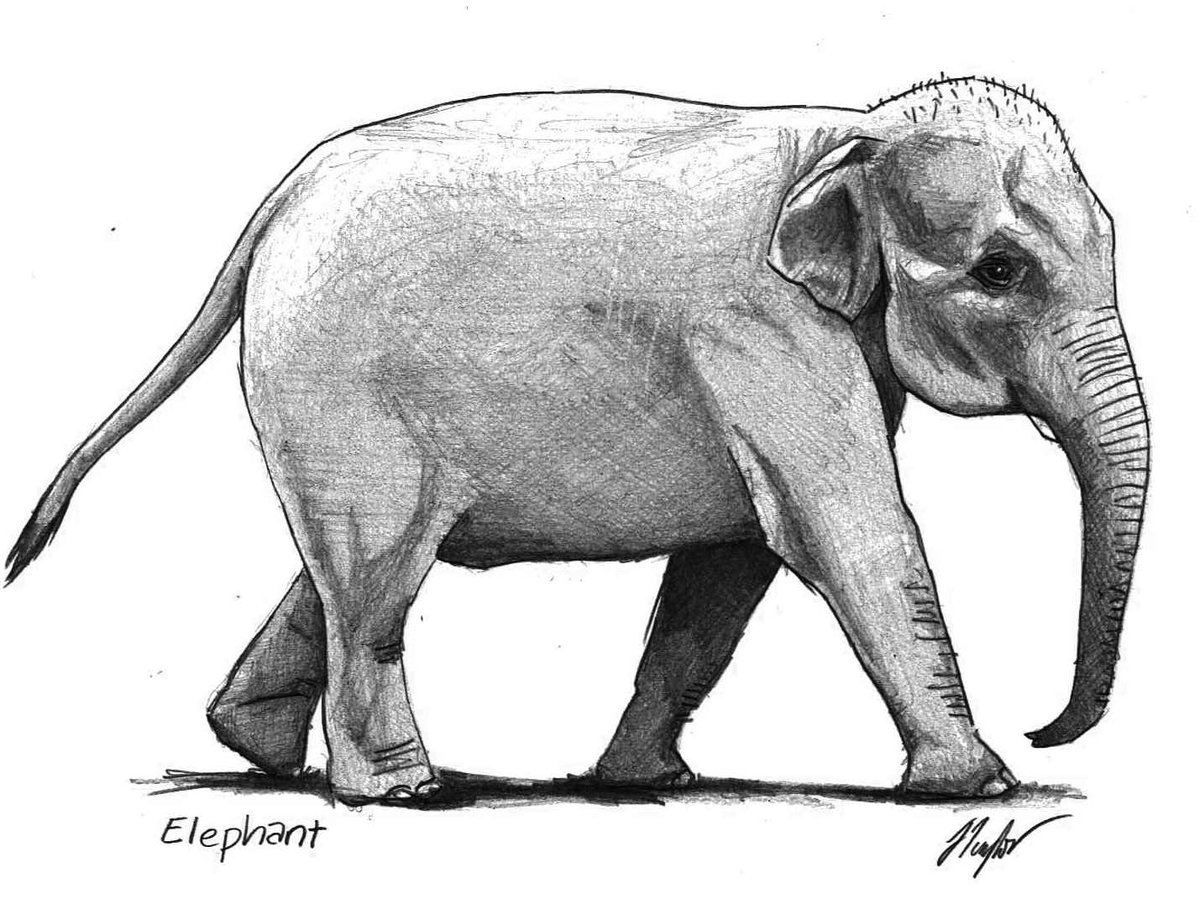 1200x904 Jed Taylor On Twitter Quick Sketch Of A Small(Ish) Indian - Indian Elephant Sketch