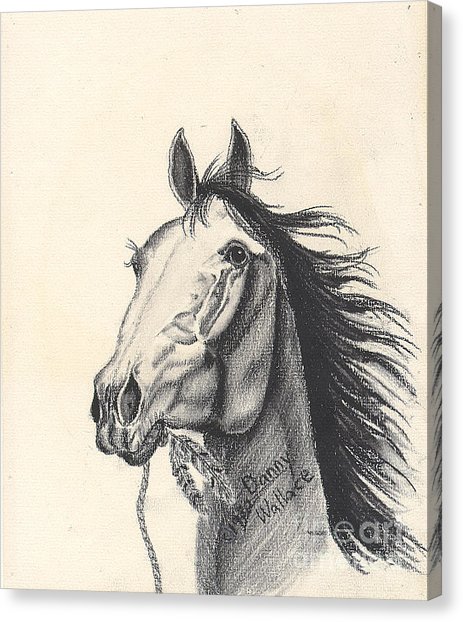 Indian Horse Sketch at PaintingValley.com | Explore collection of ...