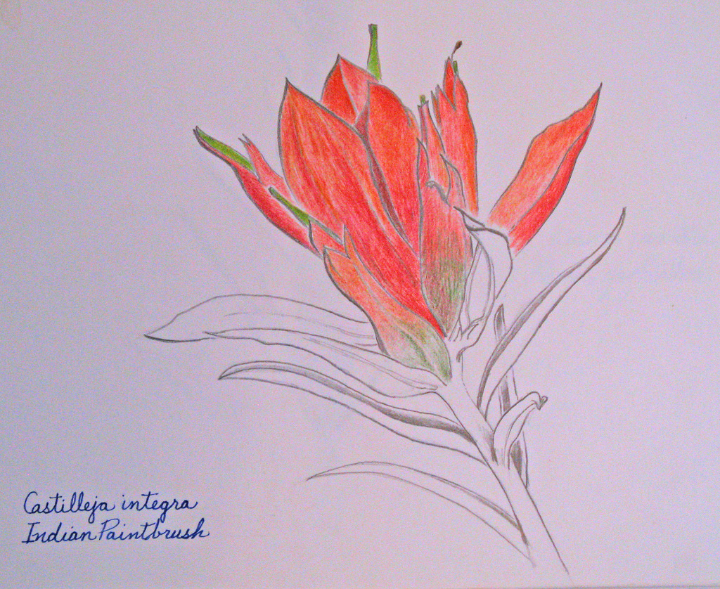 1024x838 Drawing Indian Paintbrush (Castilleja Integra) A Colored - Indian Paintbrush Sketch