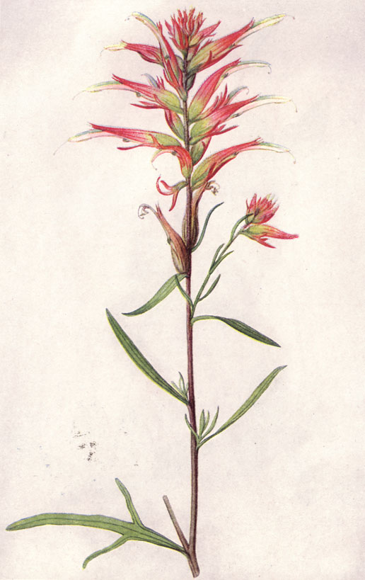 516x819 Filenarrow Leaved Indian Paintbrush (Ngm Xxxi P515).jpg - Indian Paintbrush Sketch