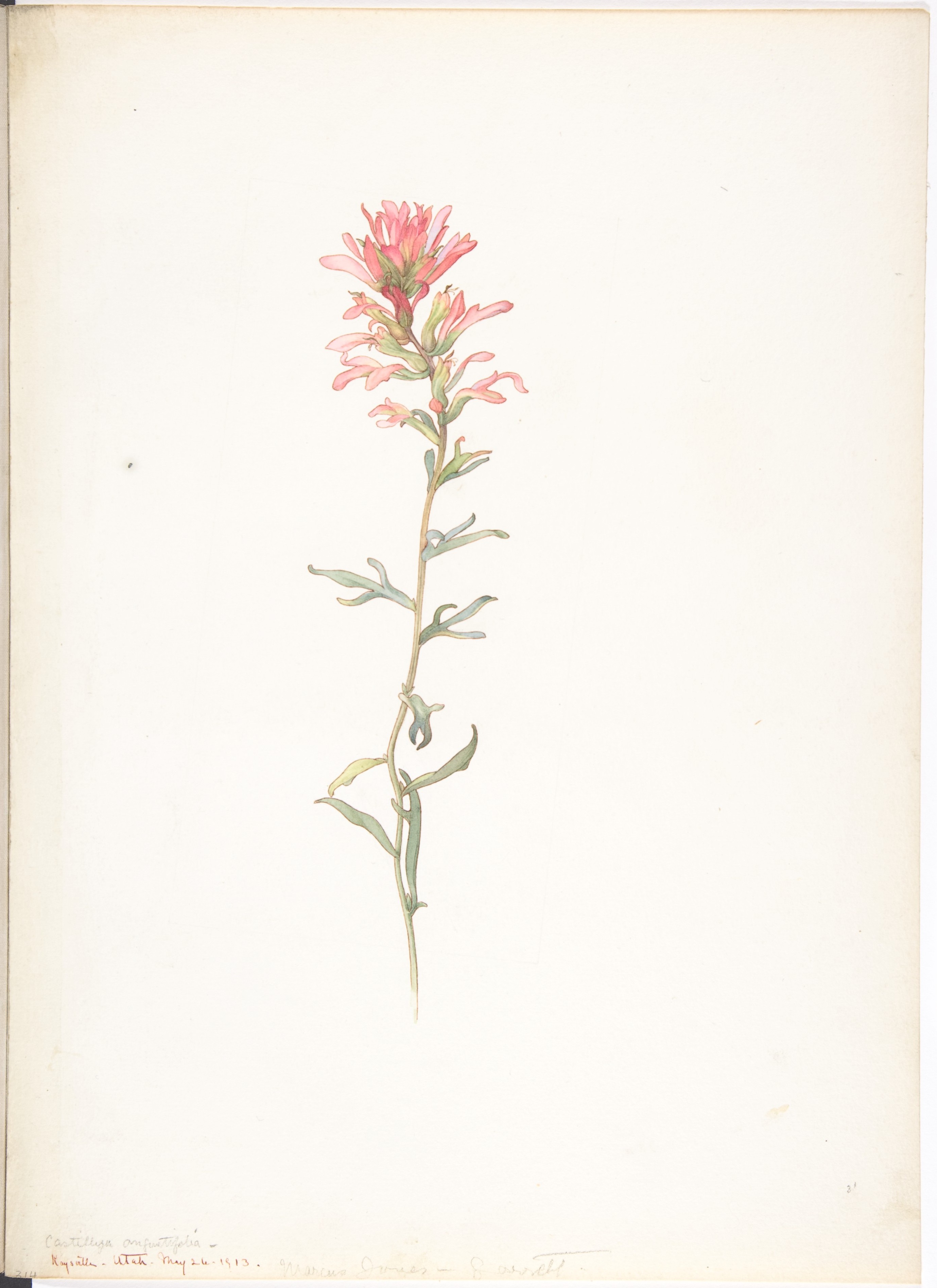 Indian Paintbrush Sketch at Explore collection of