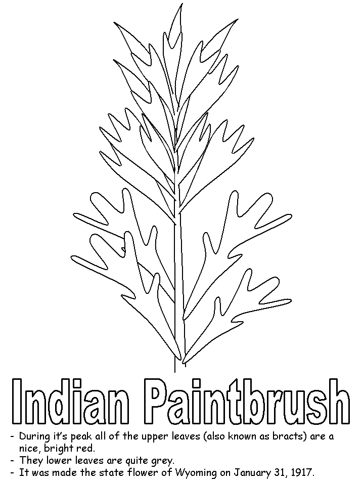 718x957 Indian Paintbrush Coloring Pages - Indian Paintbrush Sketch