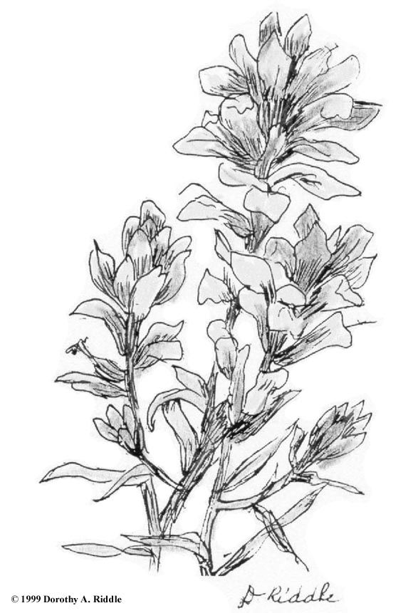 580x861 Indian Paintbrush Outline - Indian Paintbrush Sketch