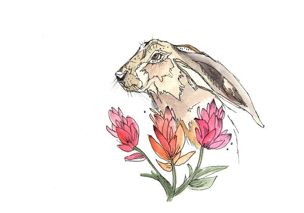 600x421 Jack Rabbit 2 With Indian Paintbrush Nicole Gaitan Art - Indian Paintbrush Sketch