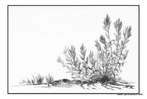 300x203 Out Sketching. Marmot Springs. Part 2. Indian Paintbrush Drawing - Indian Paintbrush Sketch