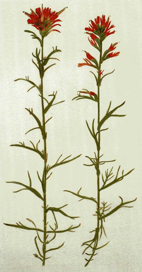 459x876 Sunset Shades Of Indian Paintbrush - Indian Paintbrush Sketch