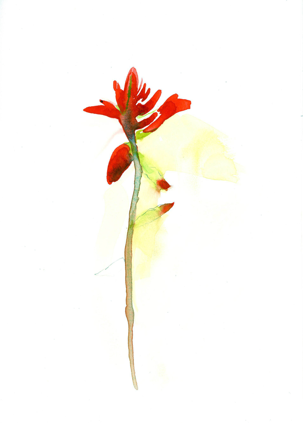 Indian Paintbrush Sketch at Explore collection of