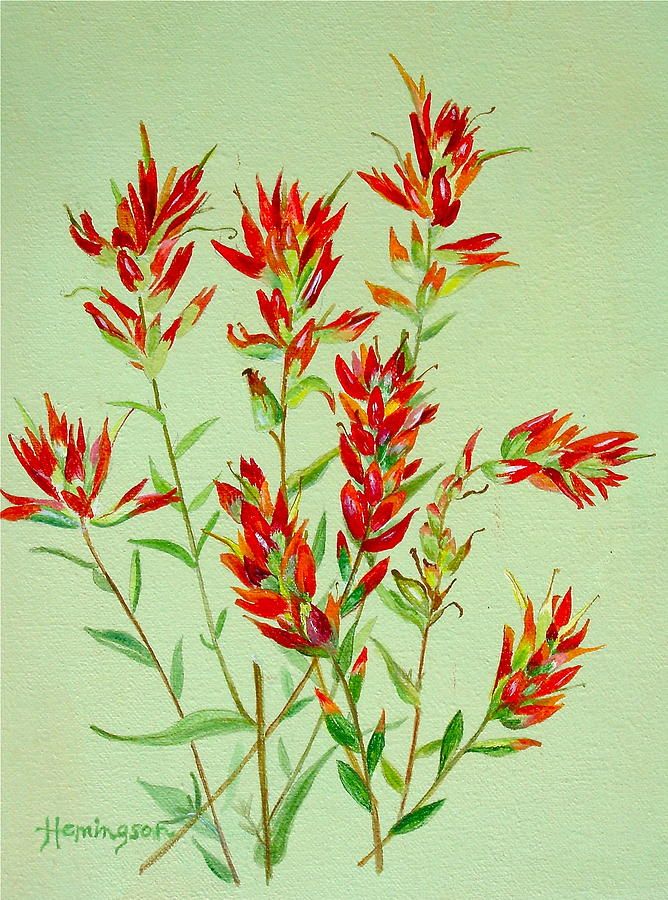 668x900 Botanical Drawing Colorado Indian Paintbrush - Indian Paintbrush Sketch