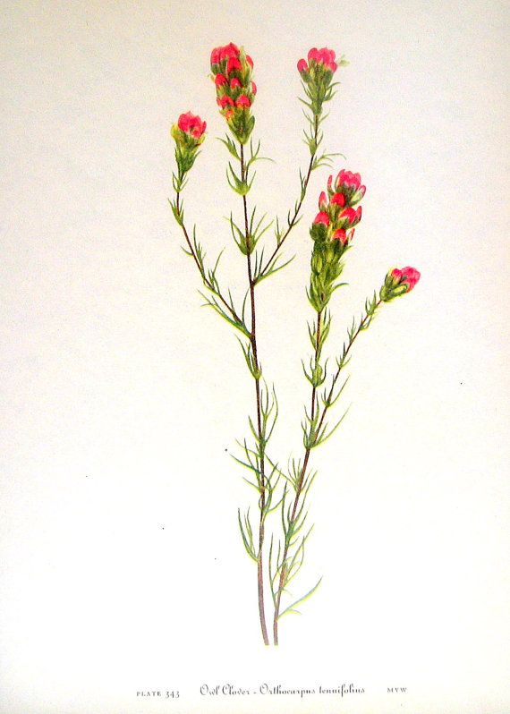 570x798 Indian Paintbrush Botanical Drawing - Indian Paintbrush Sketch
