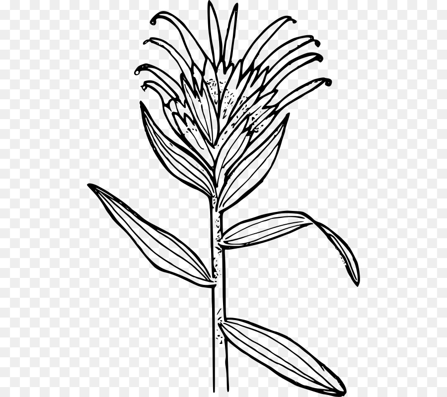 900x800 Castilleja Miniata Drawing Paintbrush Watercolor Painting Clip Art - Indian Paintbrush Sketch