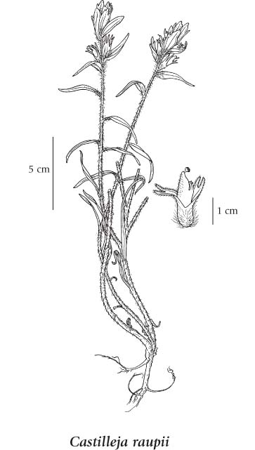 363x641 Castilleja Raupii - Indian Paintbrush Sketch