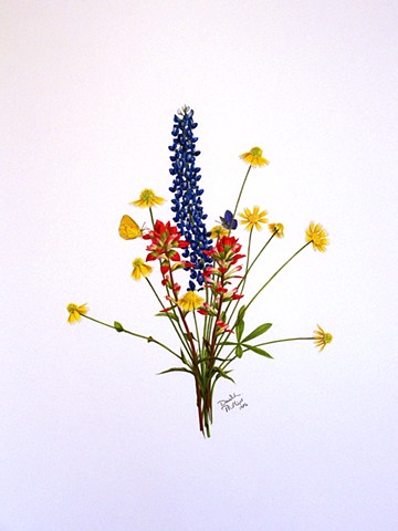 360x480 David Phillips Art - Indian Paintbrush Sketch