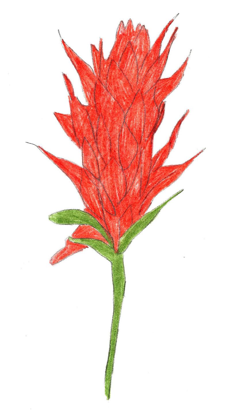 800x1434 Draw An Indian Paintbrush Wikihow To Draw Amp Paint - Indian Paintbrush Sketch