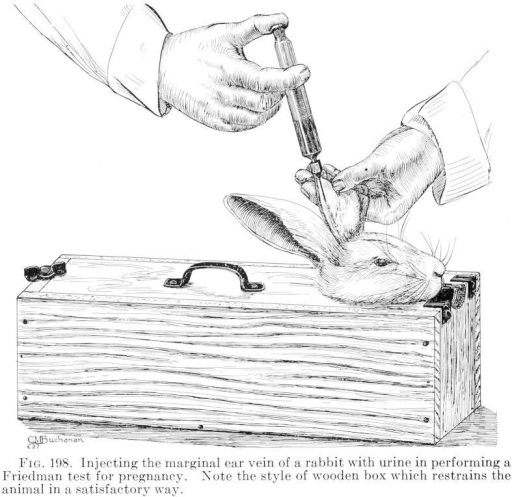 512x497 Line Drawing Of A Rabbit Injection With Restraining Box Open I - Injection Sketch