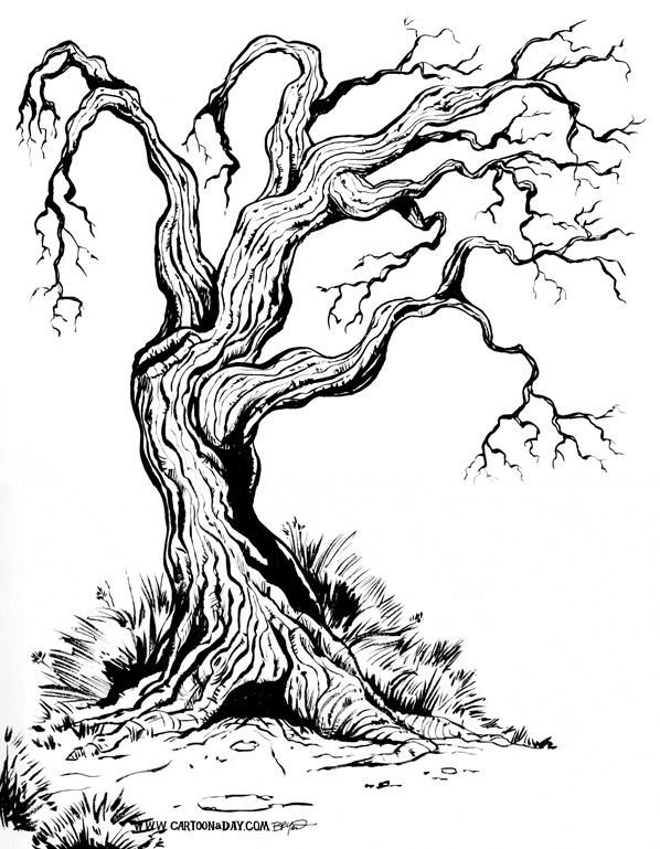 598x769 Old Gnarly Tree Ink Brush Sketch Cartoon - Ink Tree Sketch