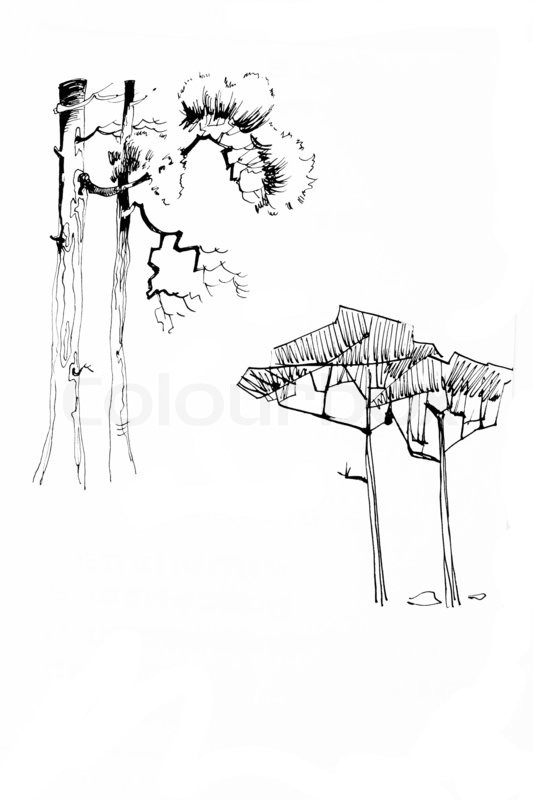 533x800 Old Fashioned Stylization Tree Drawing Ink Lineart Stock Photo - Ink Tree Sketch