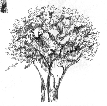 Ink Tree Sketch at PaintingValley.com | Explore collection of Ink Tree ...