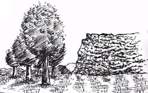 496x313 Pen And Ink Drawing Composition Themes With Trees My Pen And - Ink Tree Sketch