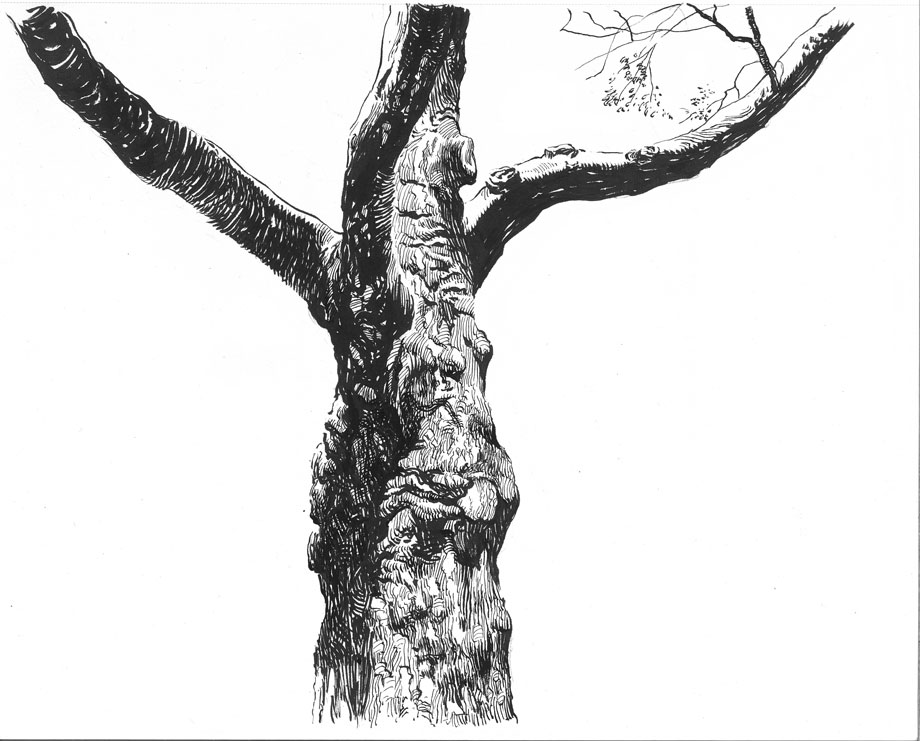 920x741 Tree Study Pen And Ink By Grobles63 - Ink Tree Sketch