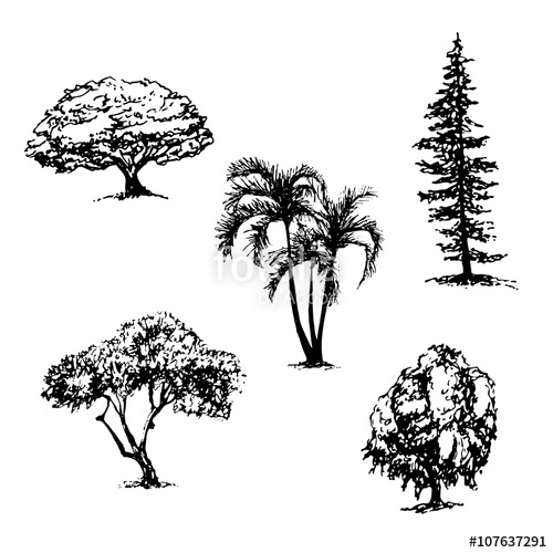 500x500 Drawing Collection Of 5 Elements Of Different Types Of Trees - Ink Tree Sketch
