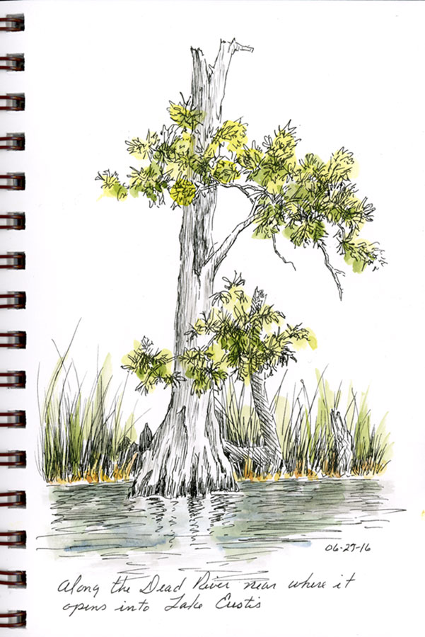 601x900 Sbwatercolors And Sketching Cypress Tree Sketch - Ink Tree Sketch