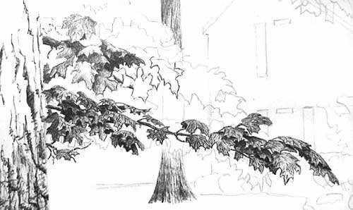 500x298 How To Draw Leaves On A Tree - Ink Tree Sketch