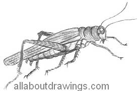 276x181 How To Draw Insects In Pencil - Insect Sketch