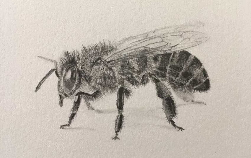 850x535 Insect Drawings And Importance - Insect Sketch