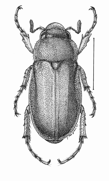 361x600 Insects And Bugs Mr. Fatta - Insect Sketch
