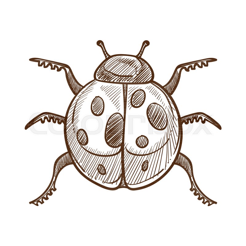 800x800 Ladybug Monochrome Sketch Outline Insect With Wings Having Dotted - Insect Sketch