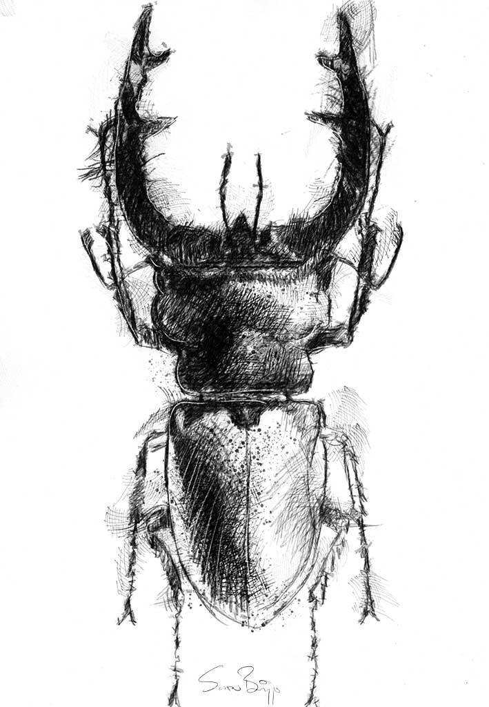 709x1024 Sean Briggs On Twitter Stag Beetle Such Impressive Insects The - Insect Sketch