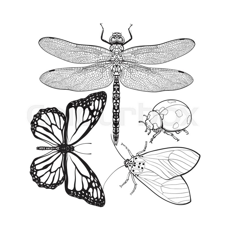 800x800 Set Of Insects Like Dragonfly, Butterfly, Ladybird And Moth - Insect Sketch