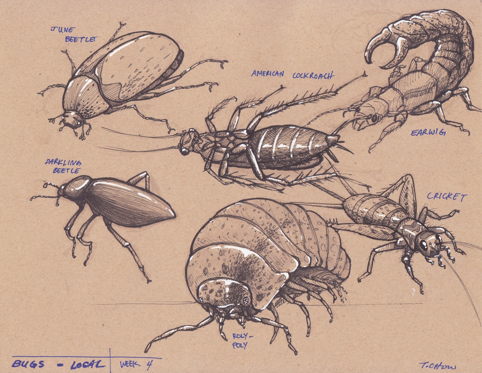 1600x1239 Tyler Chow Dynamic Sketching - Insect Sketch