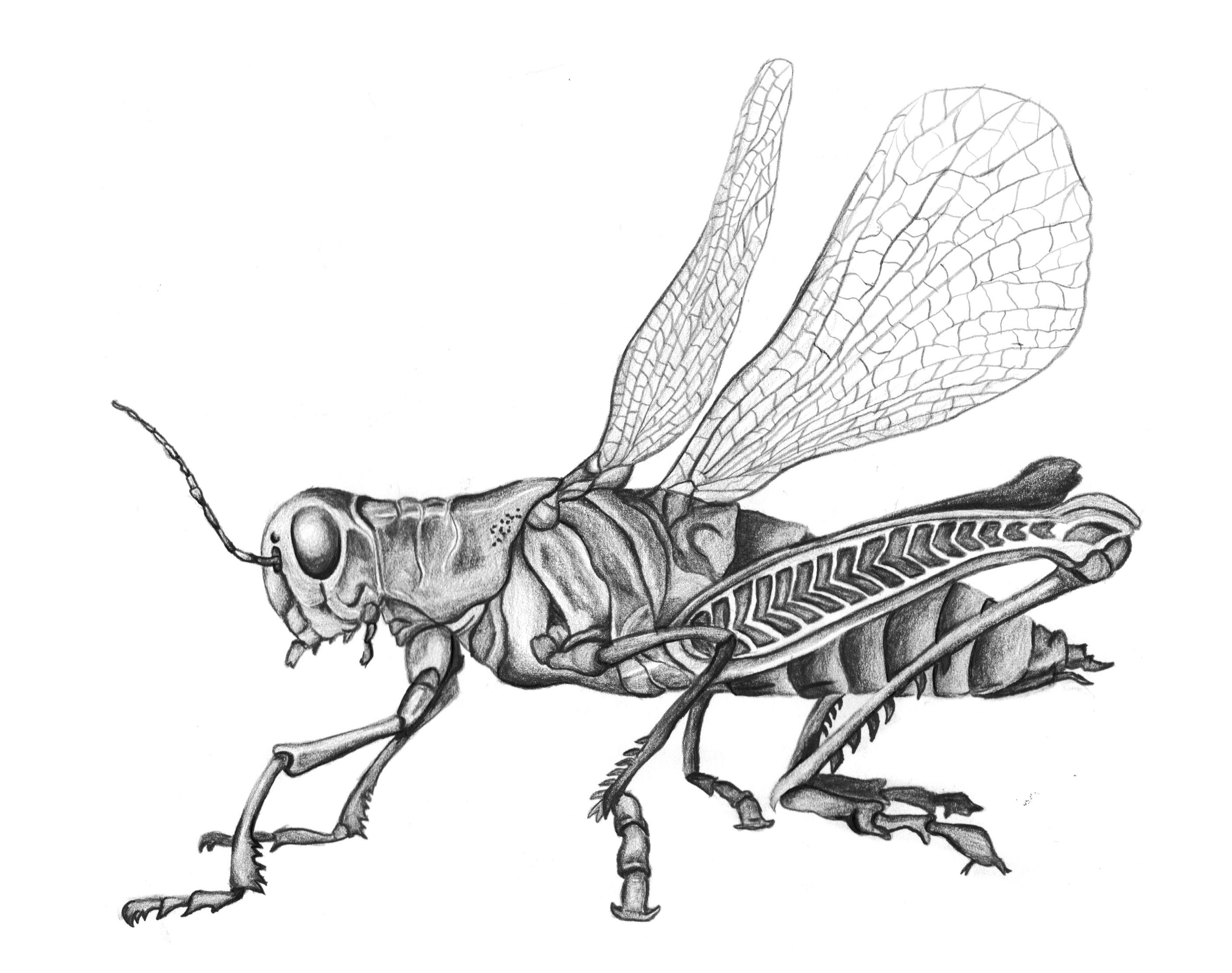 2815x2222 Grasshopper Pencil Drawing Black And White Insect Sketch Kiwis - Insect Sketch