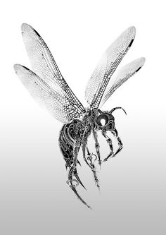 236x333 Pencil Drawing Of A Fly Insect Sketch Drawings - Insect Sketch