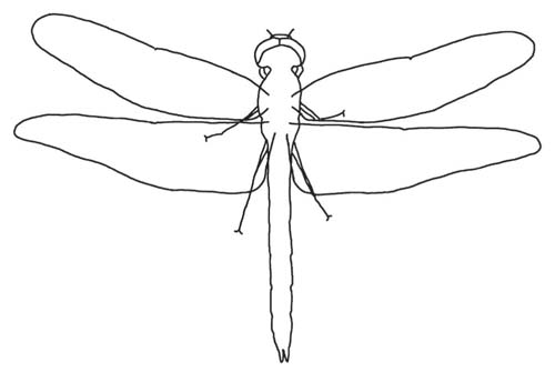 500x335 Characteristics Of Insects - Insect Sketch