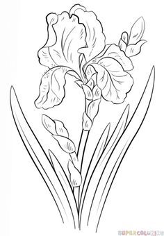 236x340 How To Draw An Iris Flower Step By Step Drawing Tutorials - Iris Flower Sketch