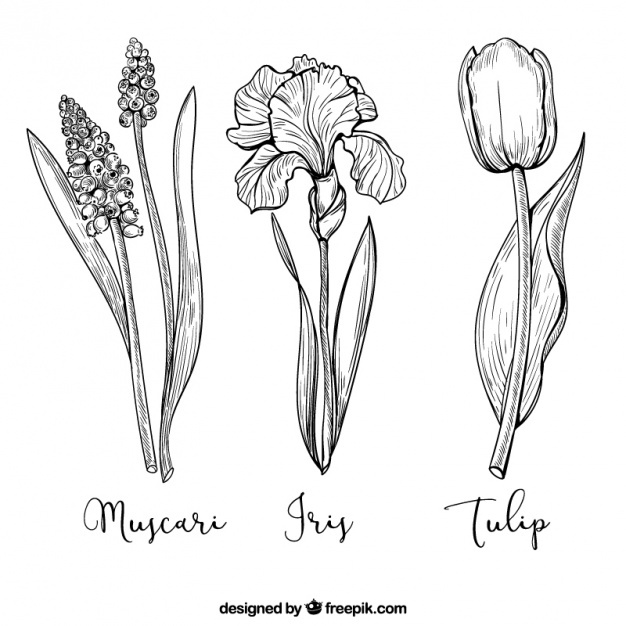 626x626 Iris Flower Vectors, Photos And Psd Files Free Download - Iris Flower Sketch