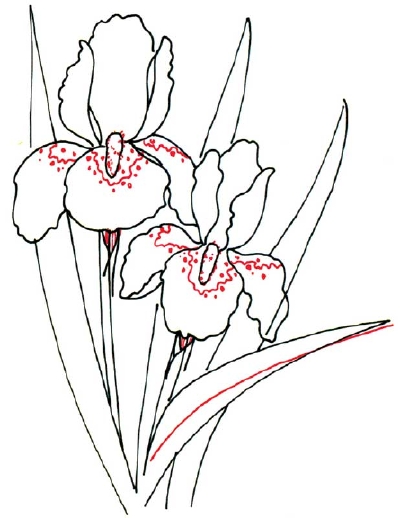 400x518 4. Finish The Petals - Iris Flower Sketch