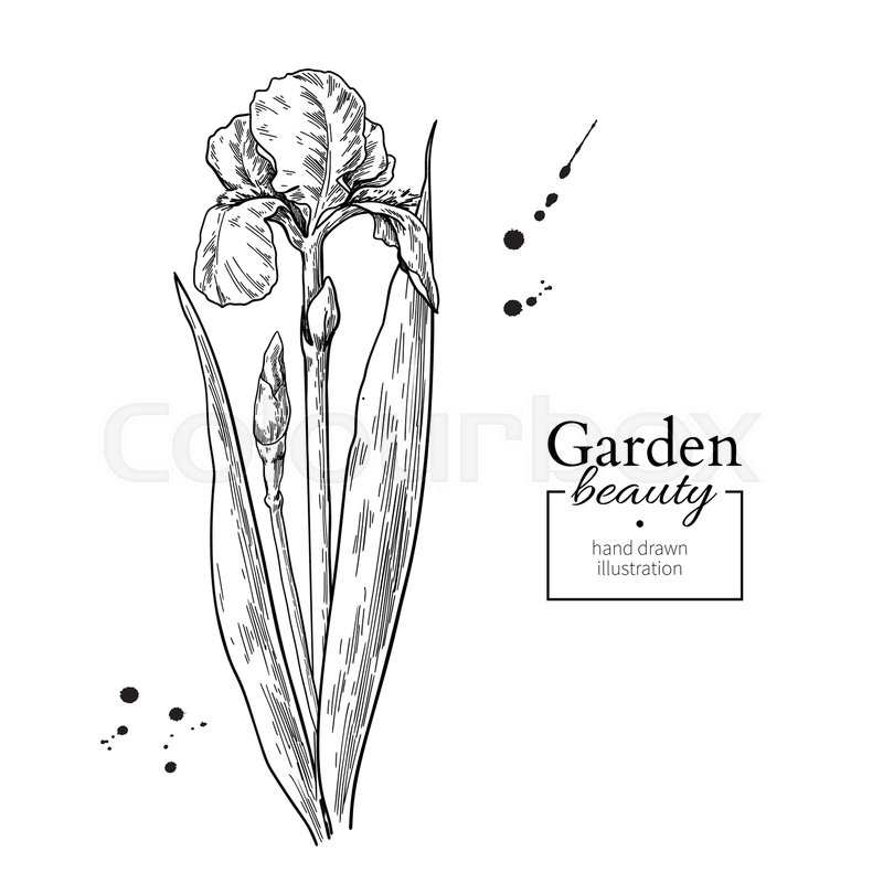 800x800 Iris Flower And Leaves Drawing. Vector Hand Drawn Engraved Floral - Iris Flower Sketch