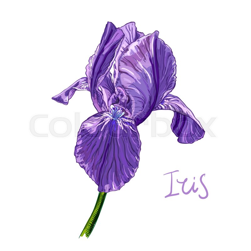 800x800 Purple Iris Flower On A White Background. Hand Drawn Sketch - Iris Flower Sketch