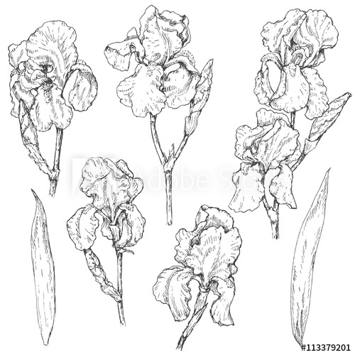 500x500 Set Of Iris Flowers Sketch - Iris Flower Sketch